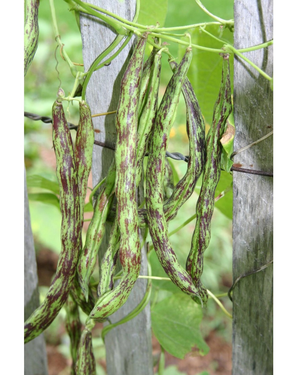 Rattlesnake Pole Bean Seeds (25) / ORGANIC / POLE / FLORIDA GROWN / RARE