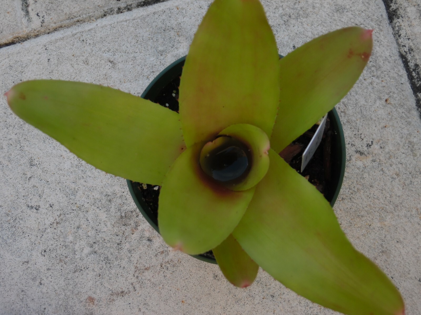 Neoregelia MANDARINA Bromeliad one tropical plant *MEDIUM*