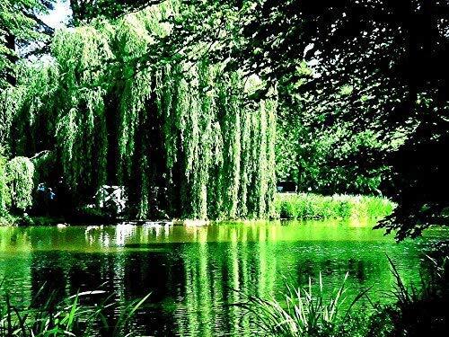 2 Golden Weeping Willow Trees – Ready to Plant – Live Plants – Beautiful Arching