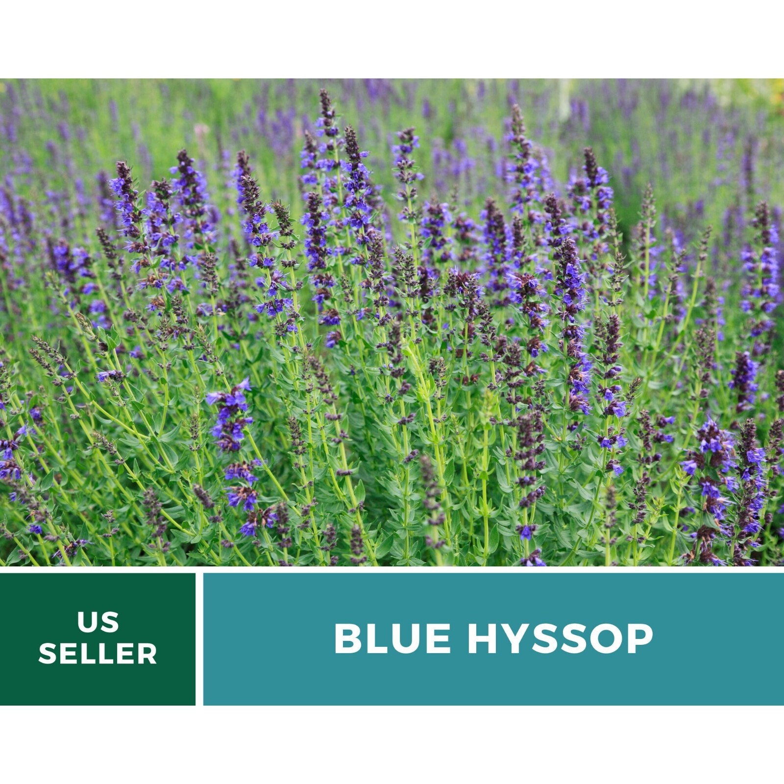 Hyssop, Blue – 200 Seeds – Heirloom Flower – Culinary & Medicinal Herb (Hyssopus