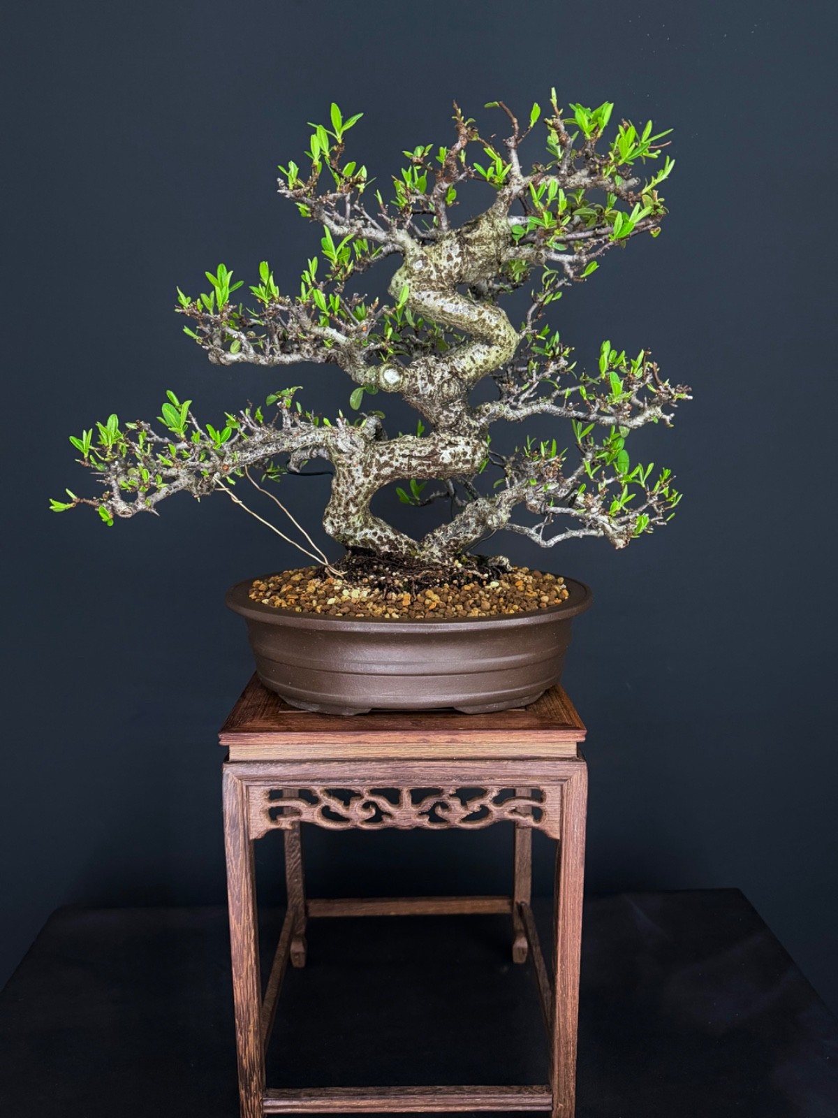 Pyracantha Fruit Bonsai tree (very easy to bear fruit)