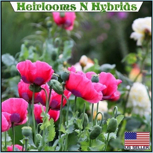 2,500+ The Giant, “Rattler” Papavear Somniferum Giganteum Poppy Seeds Huge Pods