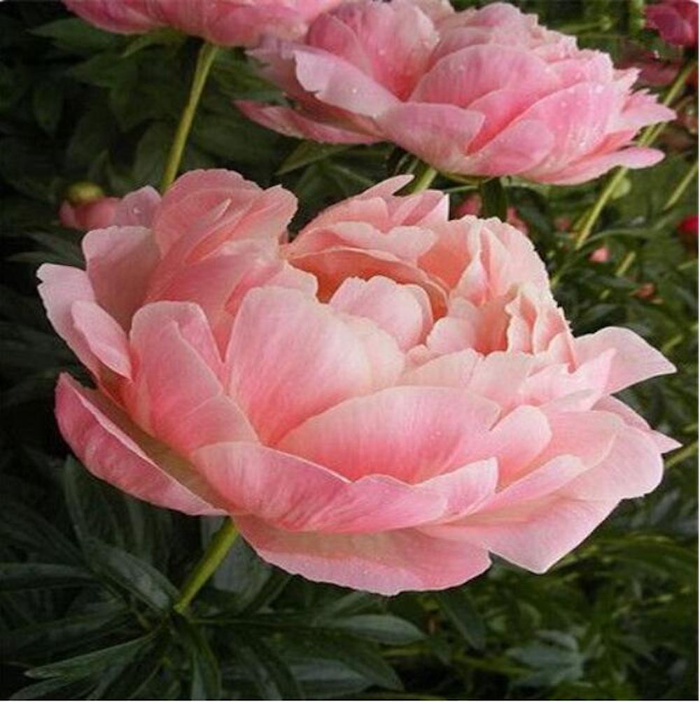20 PEONIES FLOWER SEEDS rare exotic blossom bloom house plant garden germination