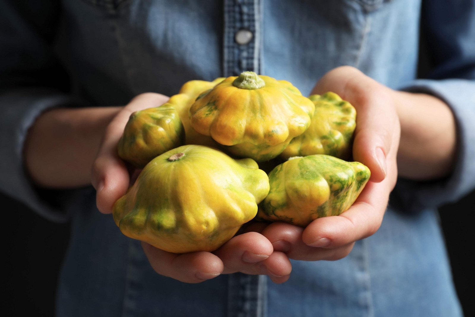 10 Golden YELLOW Bush SCALLOP SQUASH Patty Pan Cucurbita Pepo Vegetable Seeds