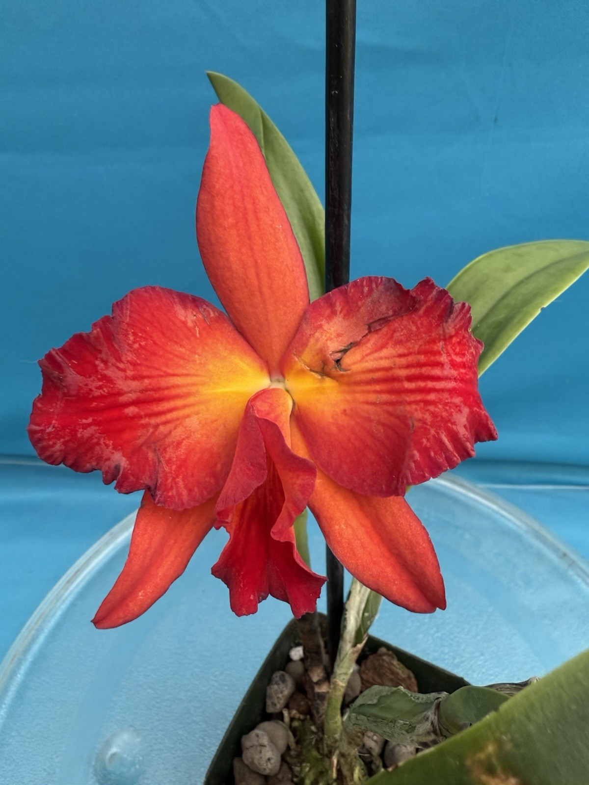 Rth. Happy Happy Joy Joy ’Kilauea’ Orange Red Yellow Blooming Orchid Eros 4” Pot