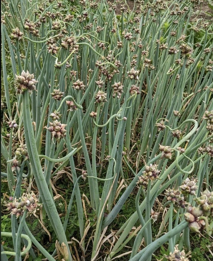 50 ~Large~ Seeds/Bulbils Egyptian Walking Onions, Organic, 2026 topsets harvest