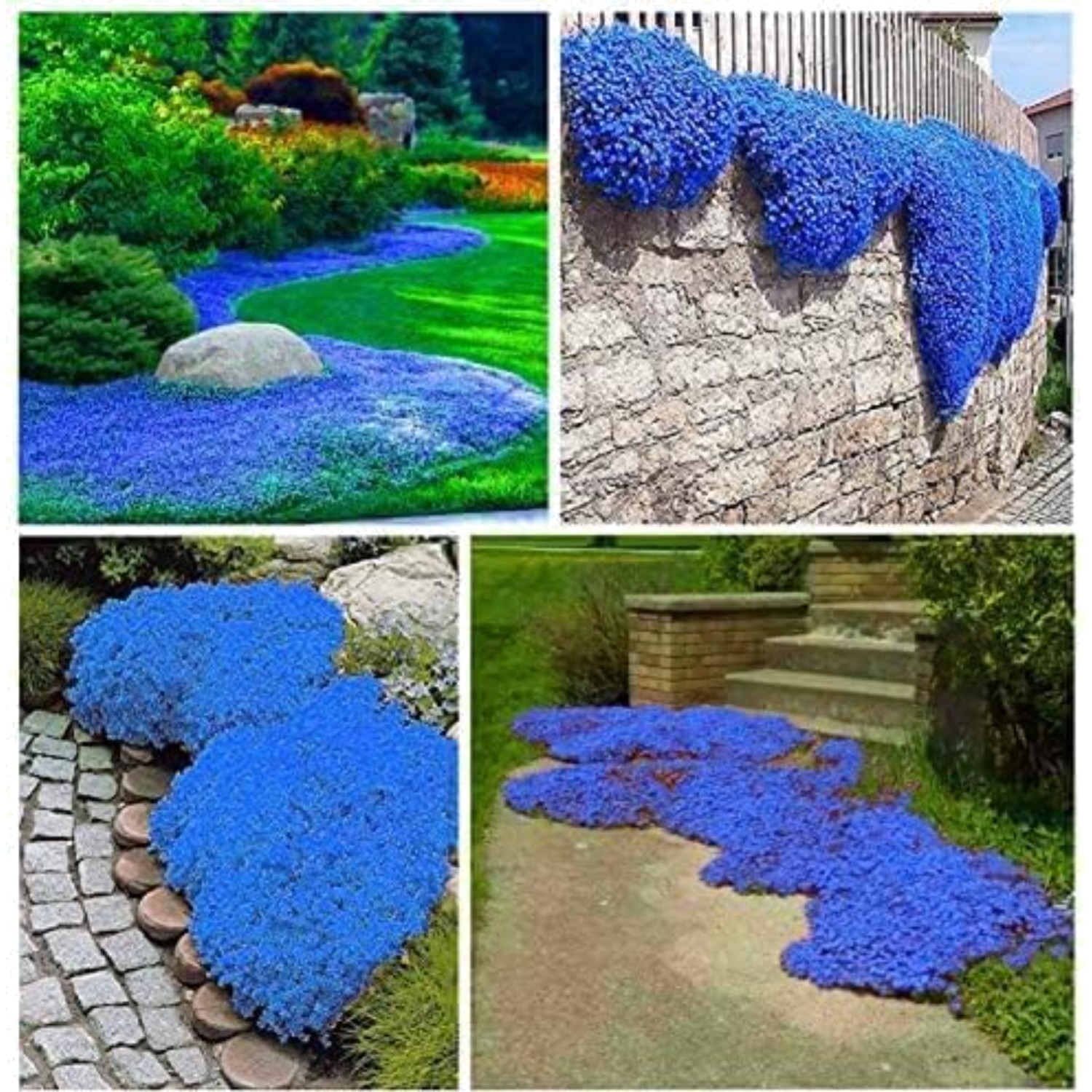 20000+ Creeping Thyme Seeds, Dwarf Ground Cover, Perennial Flower Seeds