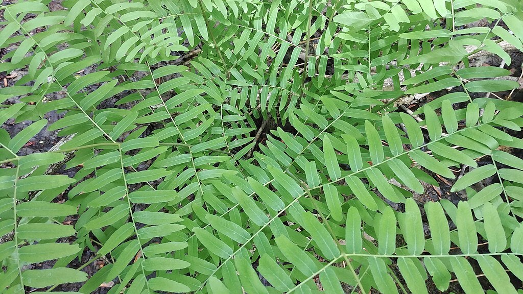 ROYAL FERN 1000 SPORES (SEEDS) HARDY ZONE 3-9,mariesgreengarden OSMUNDA REGALIS