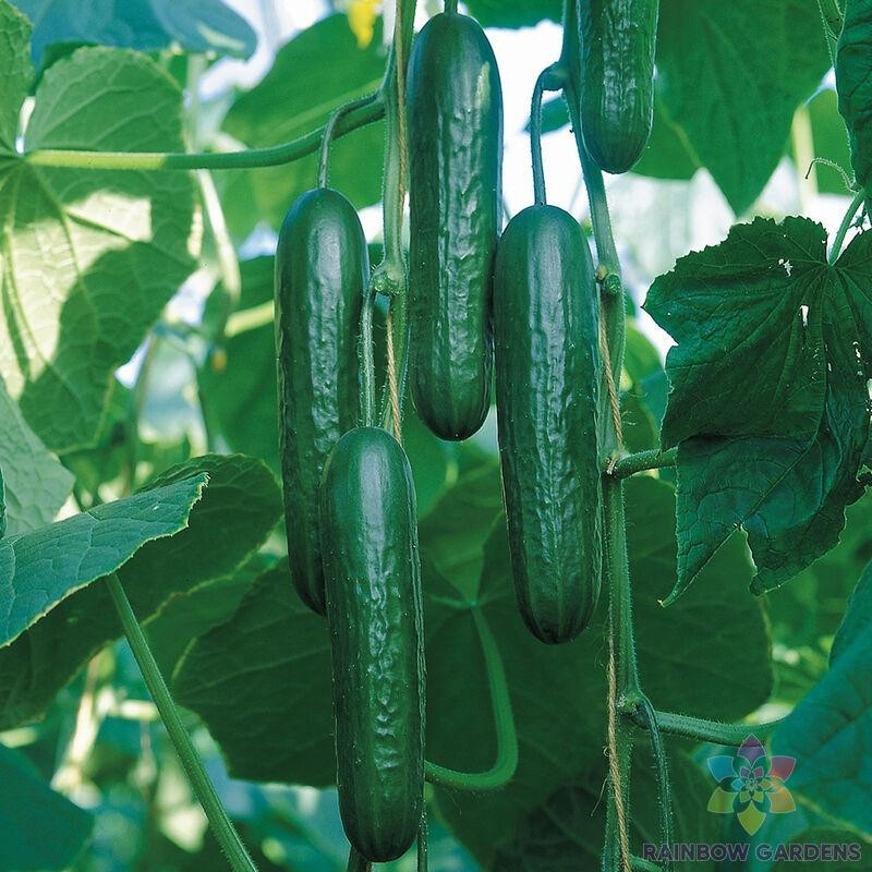 25+ Socrates Cucumber Seeds for Garden Planting – USA – FREE SHIPPING!