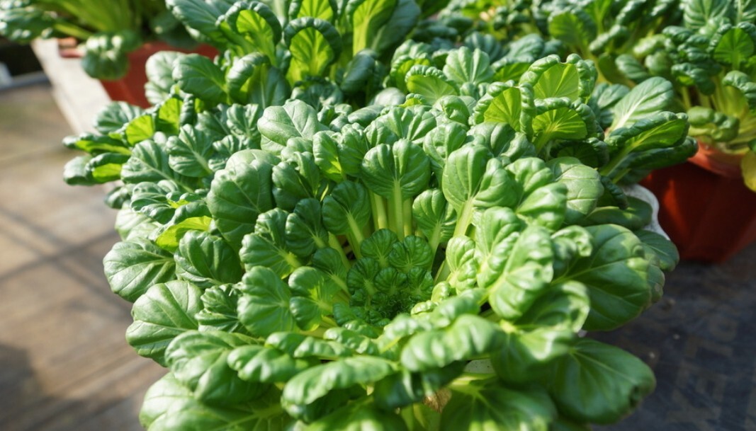 🌱Heirloom Tatsoi Rosette Bok Choy 50+ Seeds Cool Season Crop