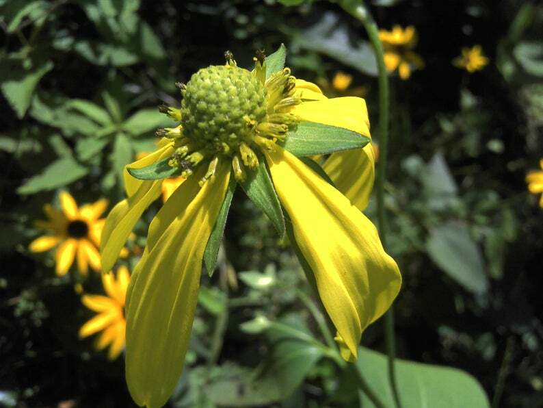 Coneflower CONEHEAD Mix Echinacea 90% Perennials 7 Flower Species USA 400+ Seeds