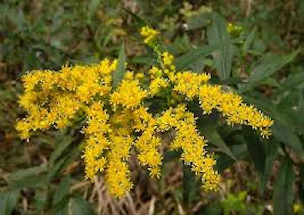 3 Goldenrod Solidago Bare Root Perennial Wildflower