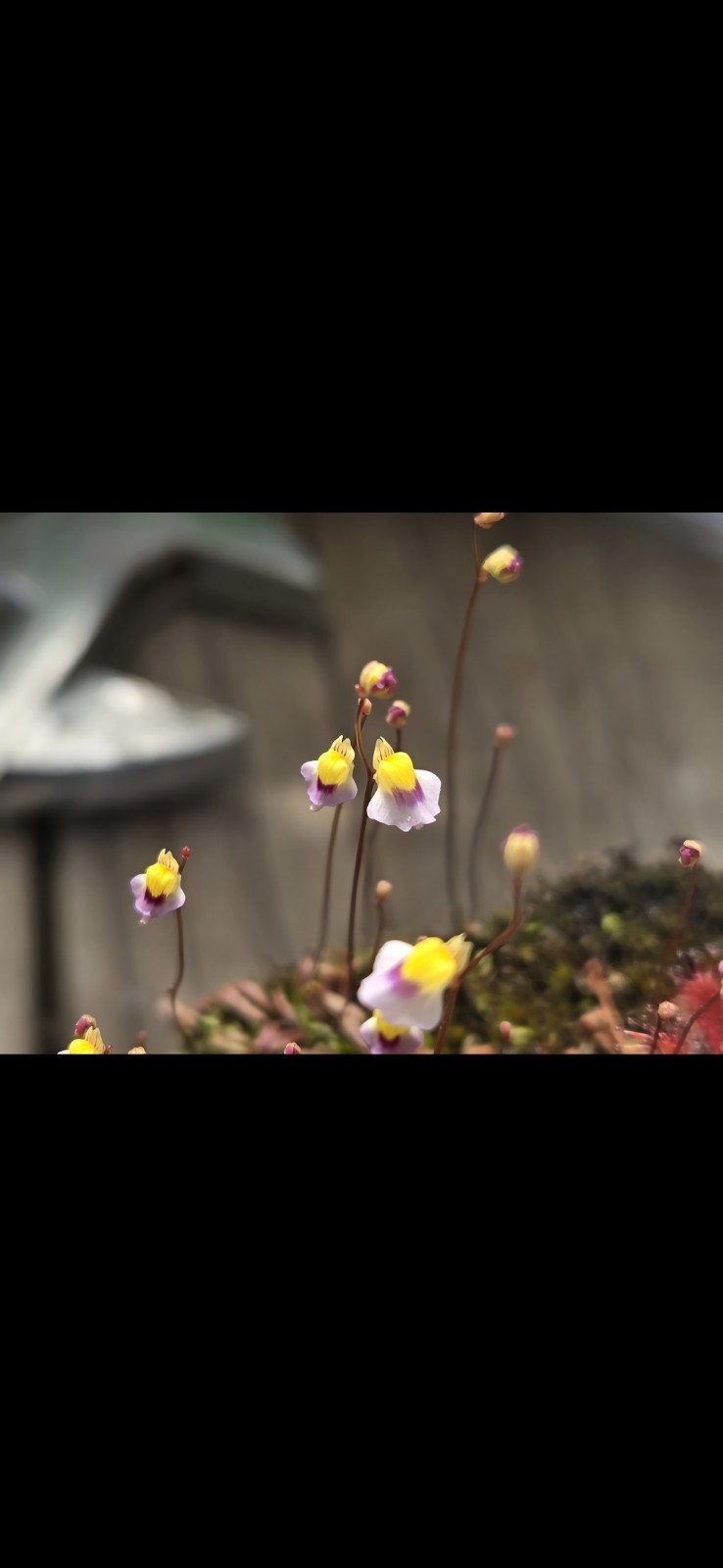 CARNIVOROUS PLANT SEEDS 100+ Seeds