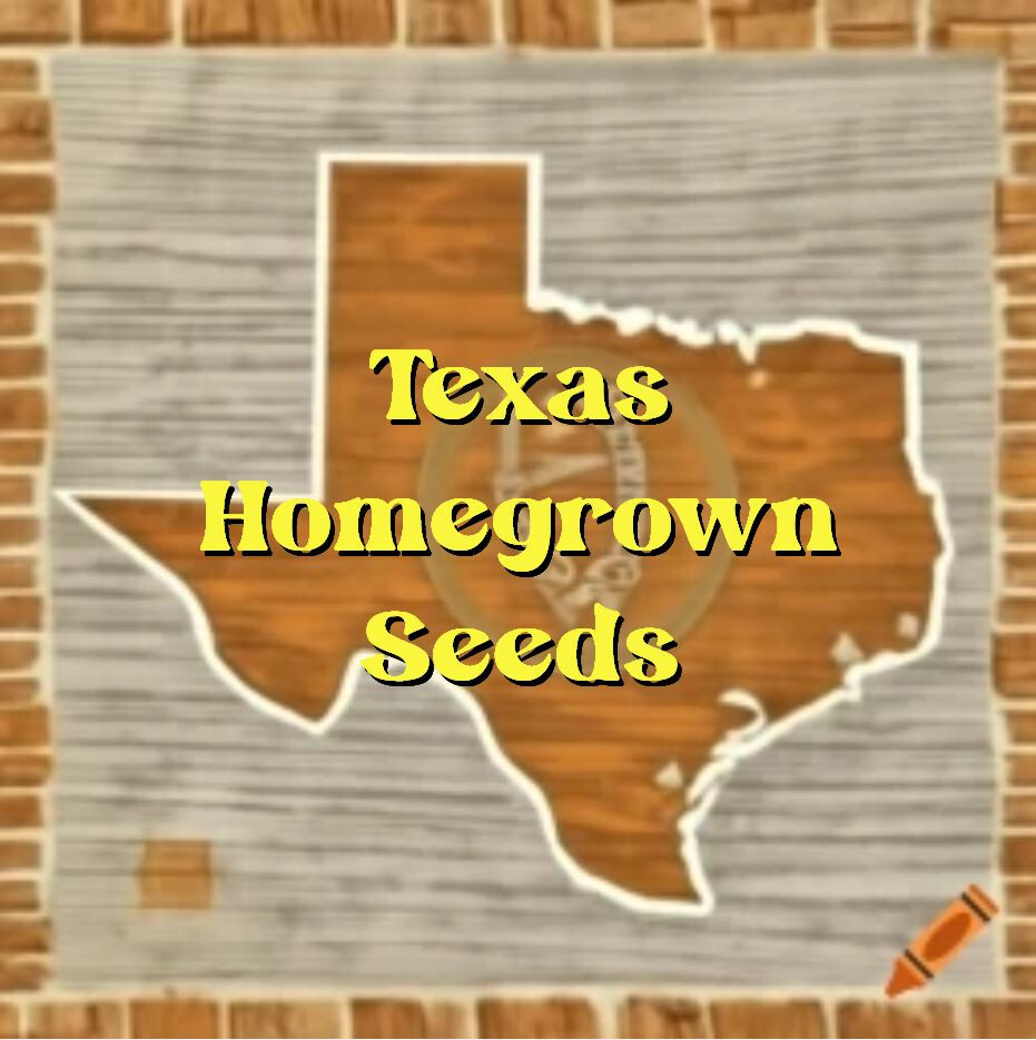40 Heirloom Kolkhoznitsa Melon Seeds – Unique Early Honeydew Style Melon