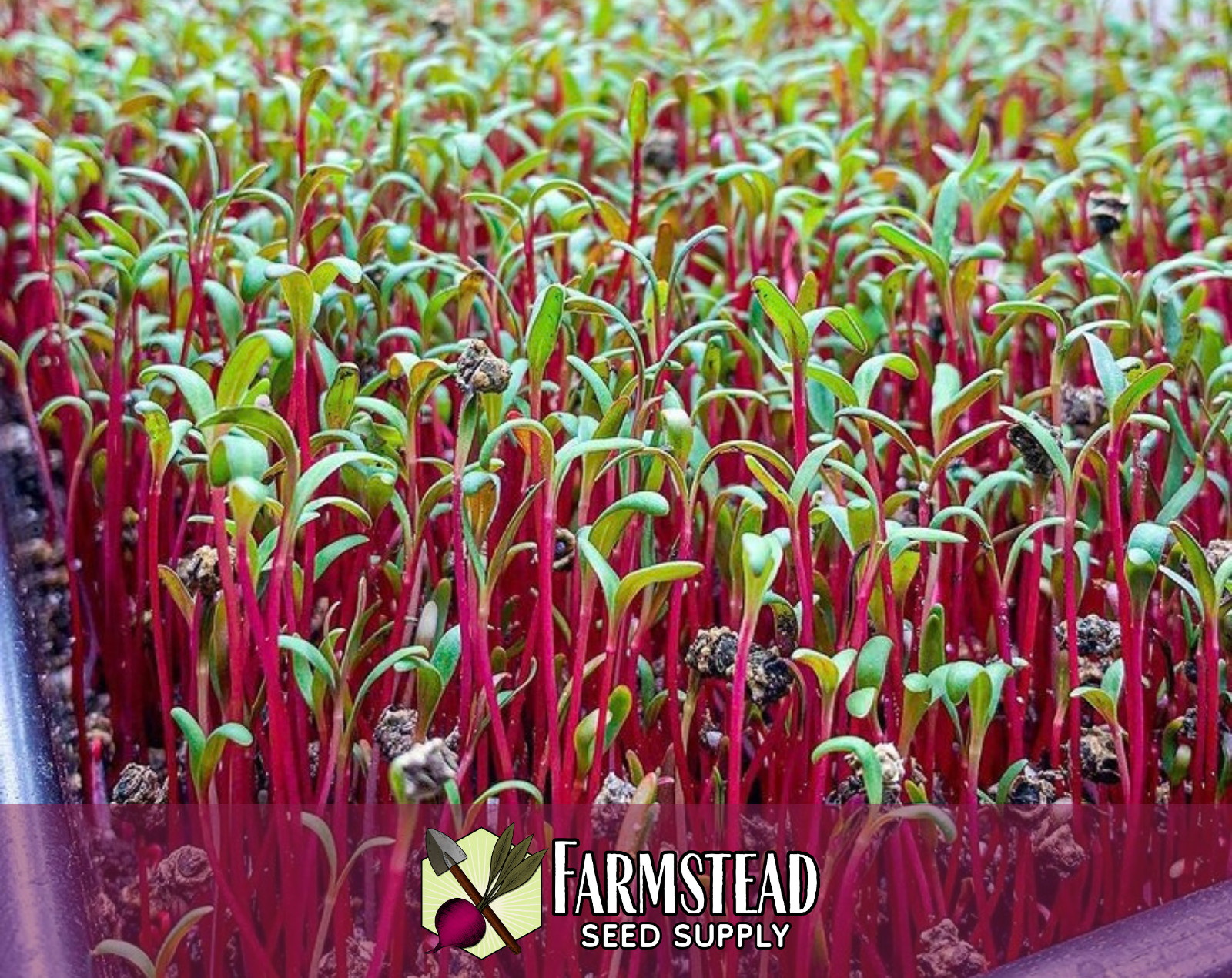 400+ Swiss Chard Seeds [Red Ruby] Vegetable Gardening, Heirloom, Non-GMO, USA