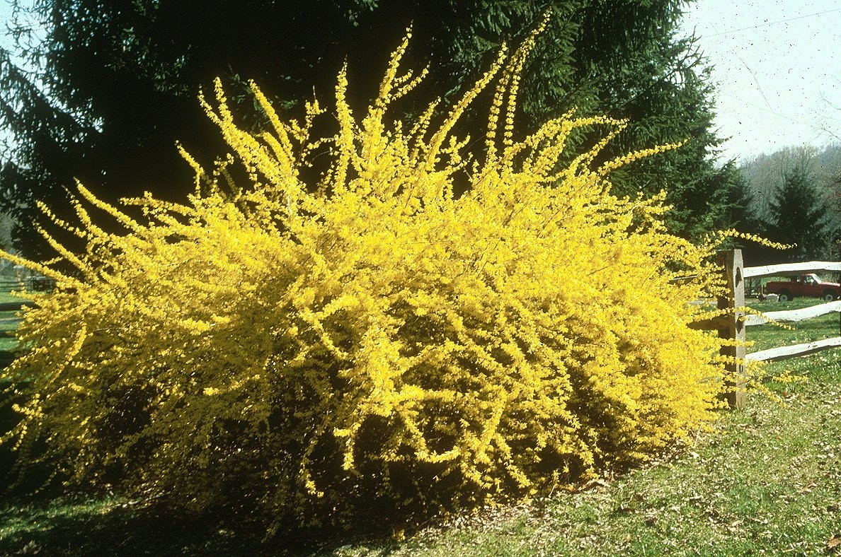 1 Forsythia Shrub 12-24″ Bare Root Starter Plant