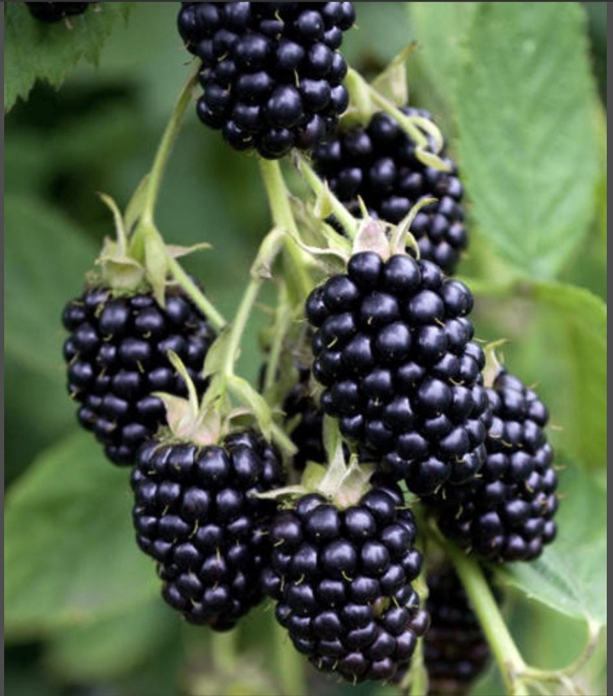 10 Blackberry ‘Triple Crown’ extra large bare root plants guarant. true to name.
