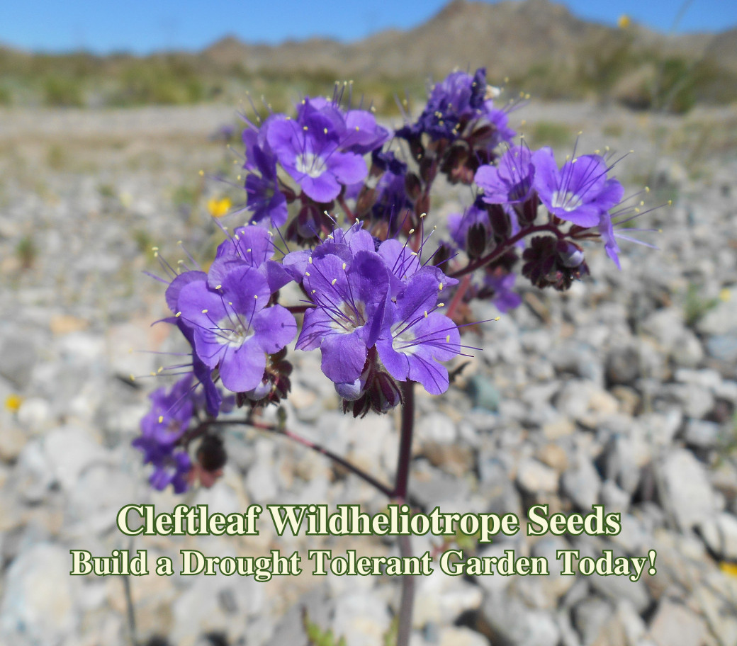 Cleftleaf Wild Heliotrope Seeds For Drought Tolerant Landscape California Native