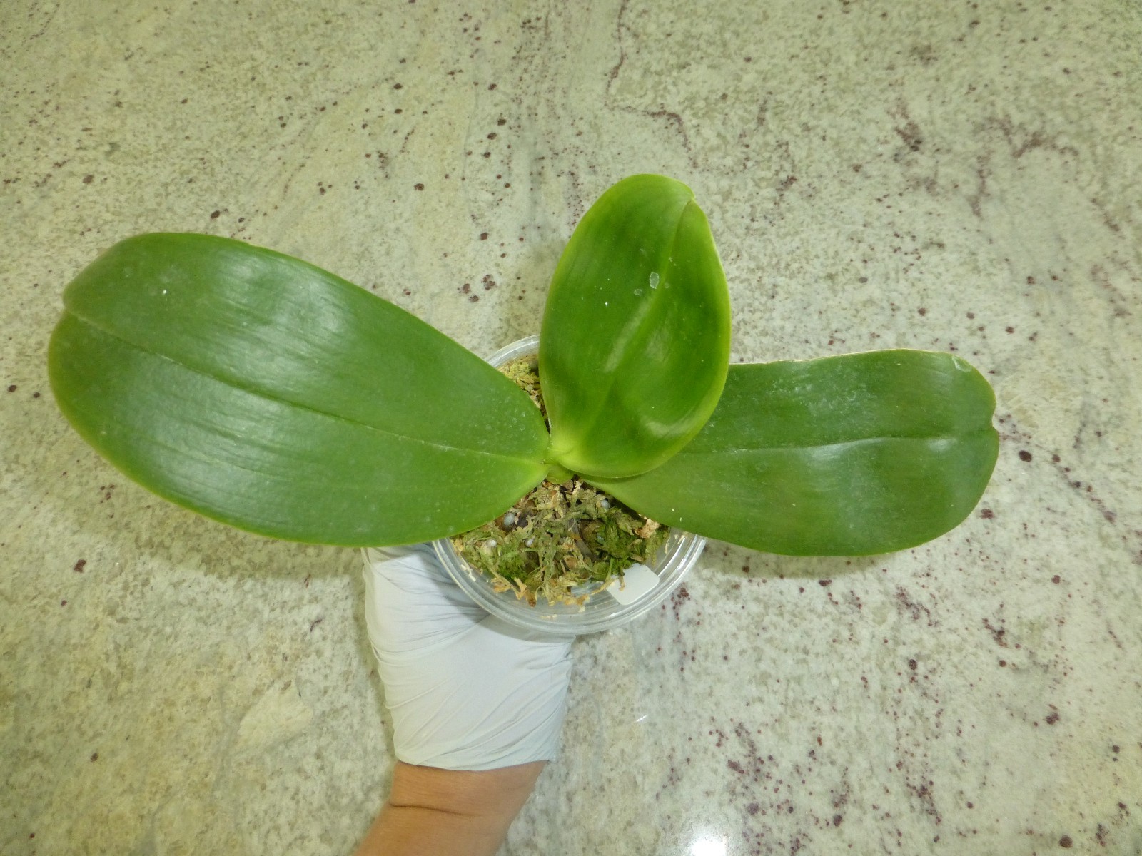 Phalaenopsis Phal. Orchid World ‘Bonnie Vasquez’ AM/AOS GM/12WOC In 3″ Pot