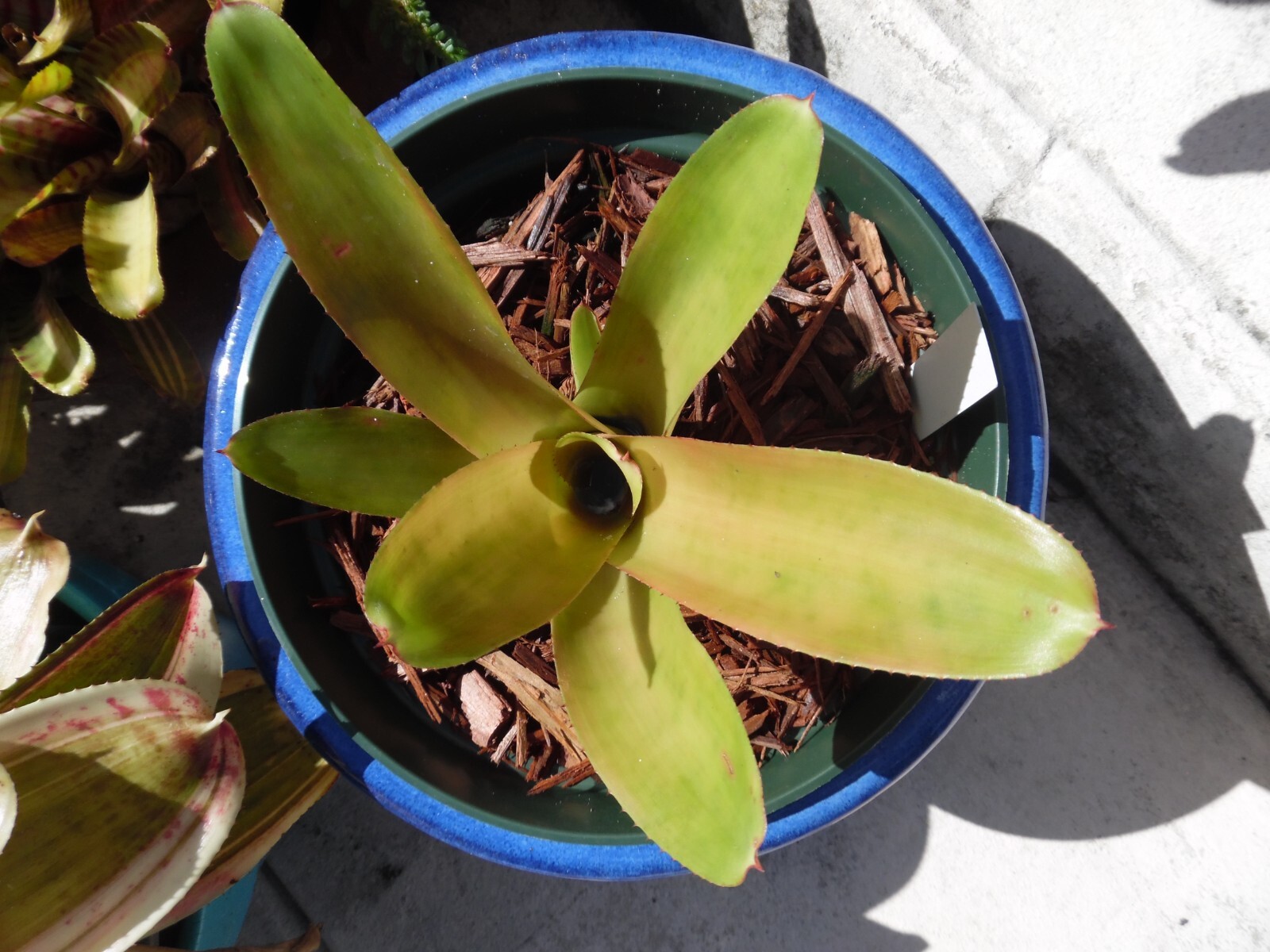 Neoregelia MANDARINA Bromeliad one tropical plant *MEDIUM*