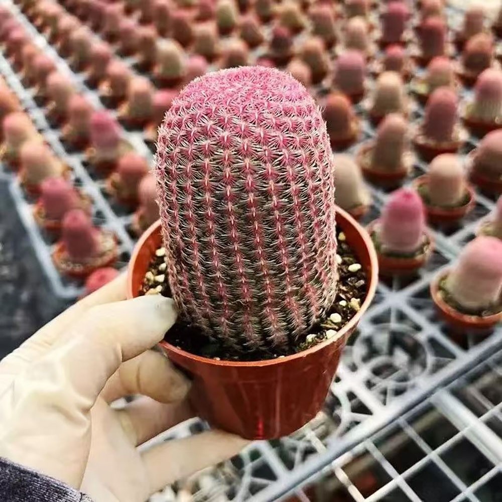 Echinocereus rigidissmus rubispinus Rainbow Hedgehog Cactus Succulent Plants