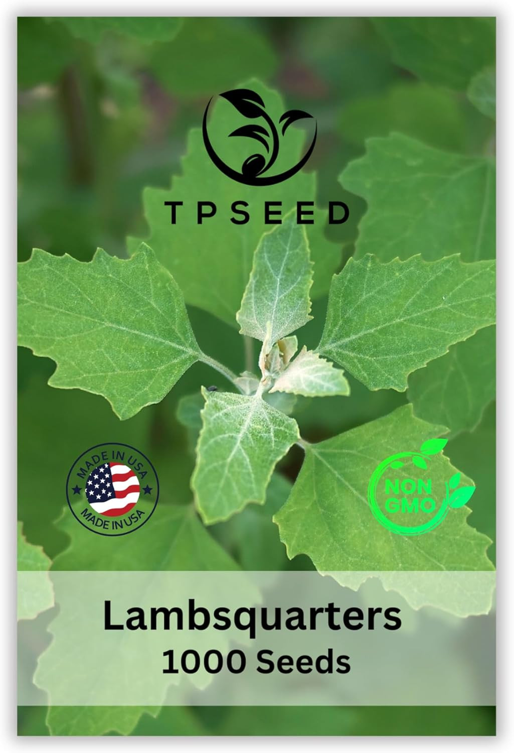 Lambs Quarters Seed for Planting – Ideal for Medicinal Planting – Herb Gardens (