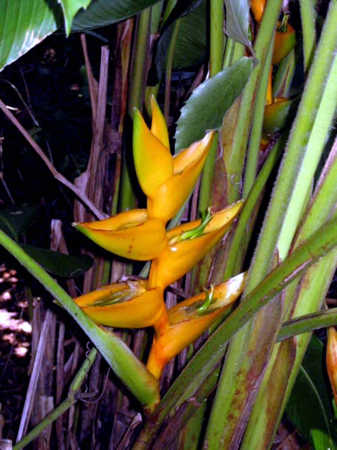 Mayan Gold Heliconia Seeds (H. champneana) Rare Lobster Claw Parrot Beak Flowers