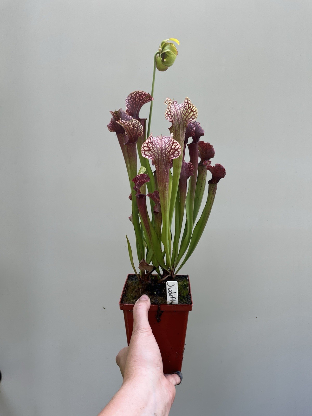 Sarracenia “Judith Hindle” Large Live Potted Plant Gorgeous Color