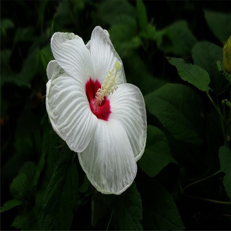 20 MIXED COLOR SEEDS HIBISCUS flower exotic bloom garden/house plant USA Seller