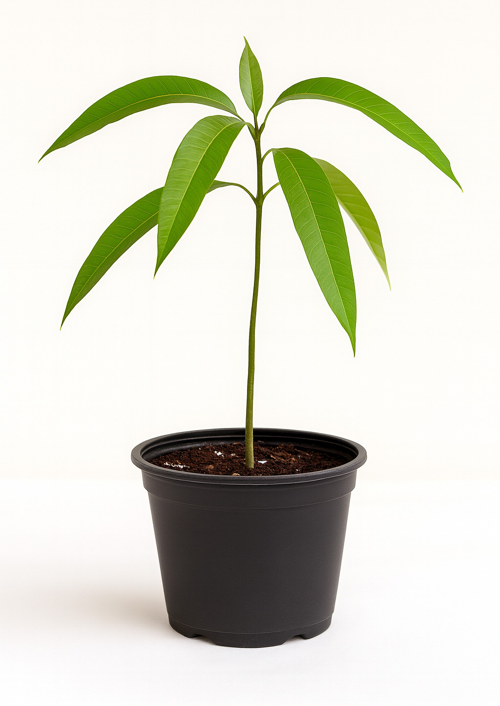 Coconut Cream Mango Tree Seedling – Live Tropical Starter Plant – Healthy Young