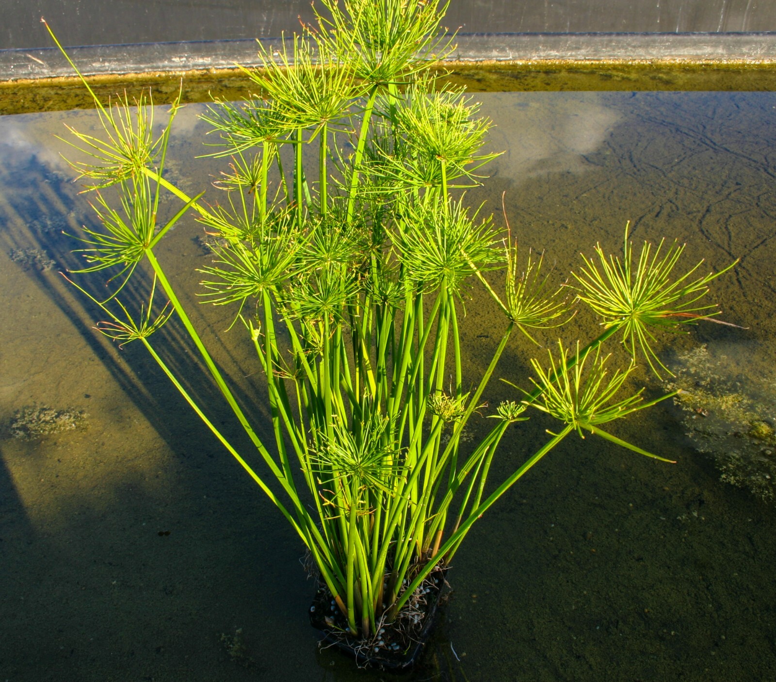 Live Dwarf Papyrus Cyperus Haspan Tropical Aquatic Marginal Pond/Bog Plant