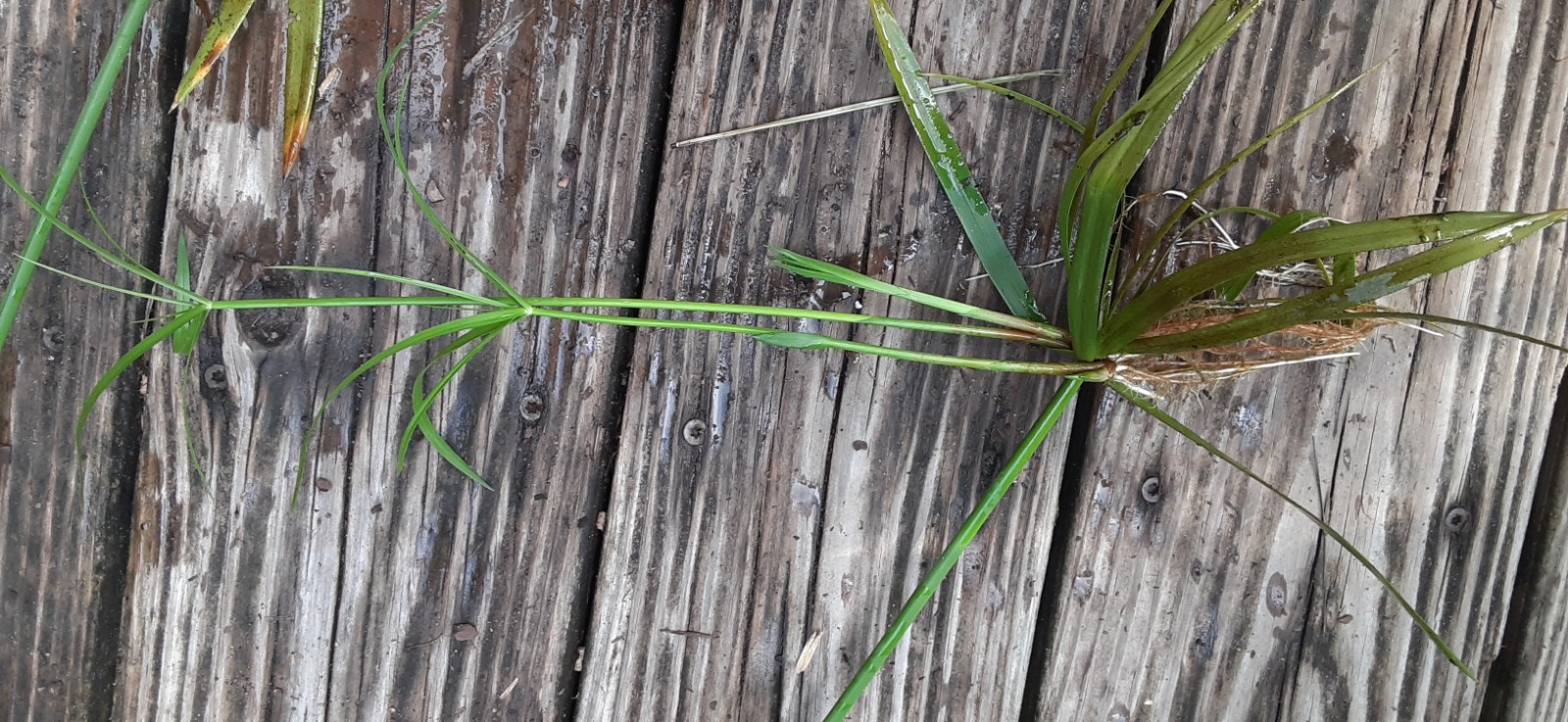 1 Umbrella Palm (Cyperus alternifolius) Live Starter Plant- READ LISTING