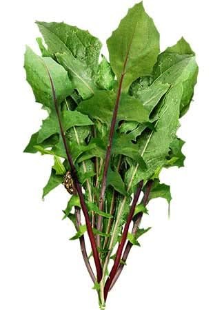 Garnet Stem, Italian Dandelion Seeds For Planting (Cichorium intybus)