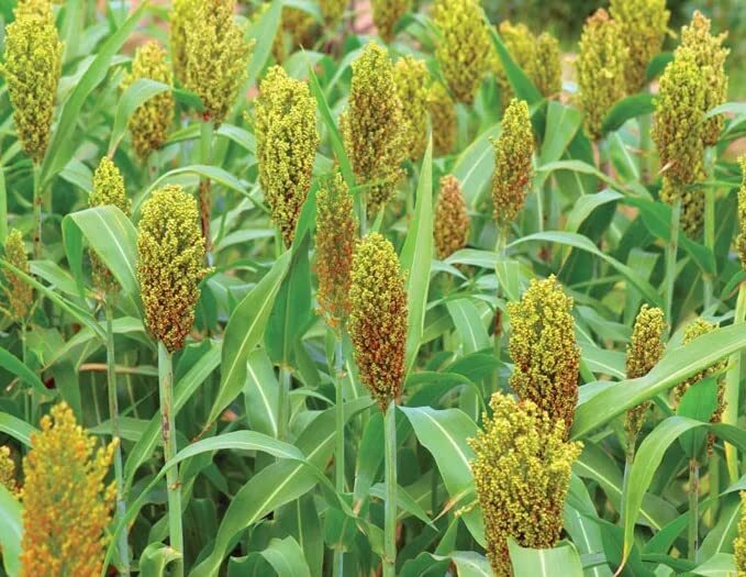 CZ Grain Wild Game Sorghum Seeds for Planting – Premium Food Plot Milo Seeds