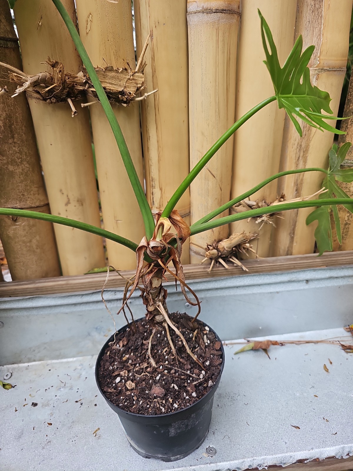 Large Philodendron Radiatum Live Plant grown in 5″ Pot 5 Leaf Top Cut