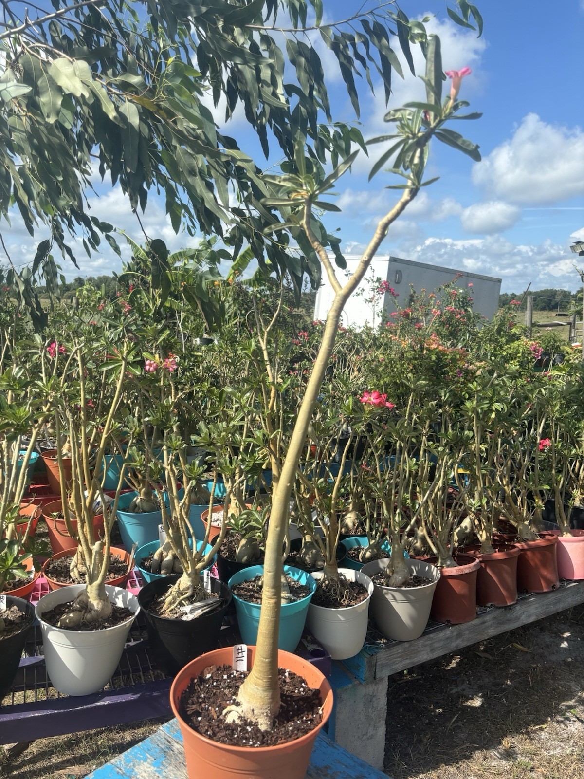 Adenium Obesum Desert Bareroot Pick A # From The Pictures