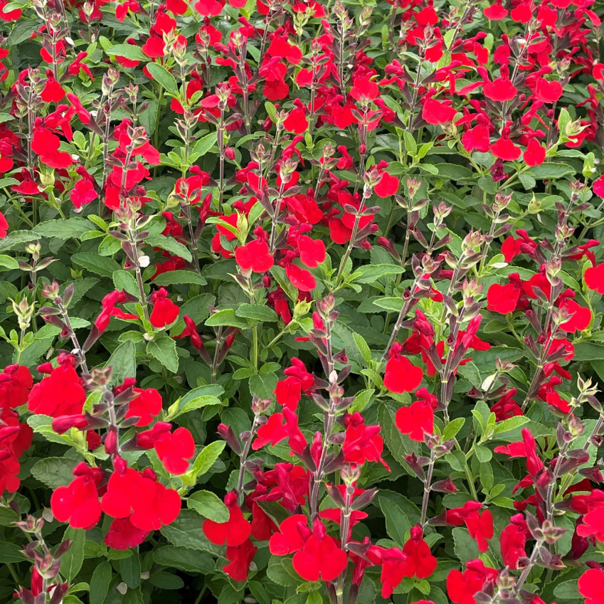 Set 2 Salvia Greggii Red Live Plants – 5-9″ Tall -Tolerant Flower for Pollinator