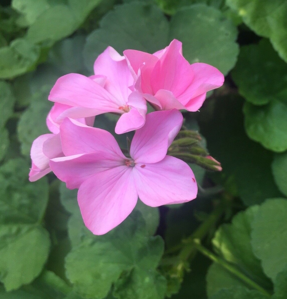 BUBBLEGUM PINK PELARGONIUM ZONAL GERANIUM FRESH LIVE PLANT 4 X 8″ CUTTINGS