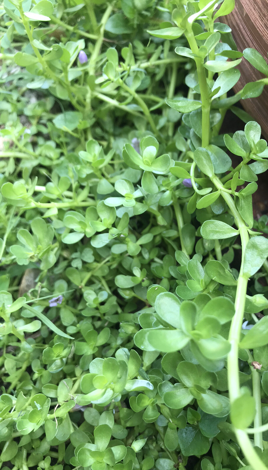 20 Live Bare Roots Bacopa Monnieri Brahmi Water Hyssop aquatic plant, Rau Dang
