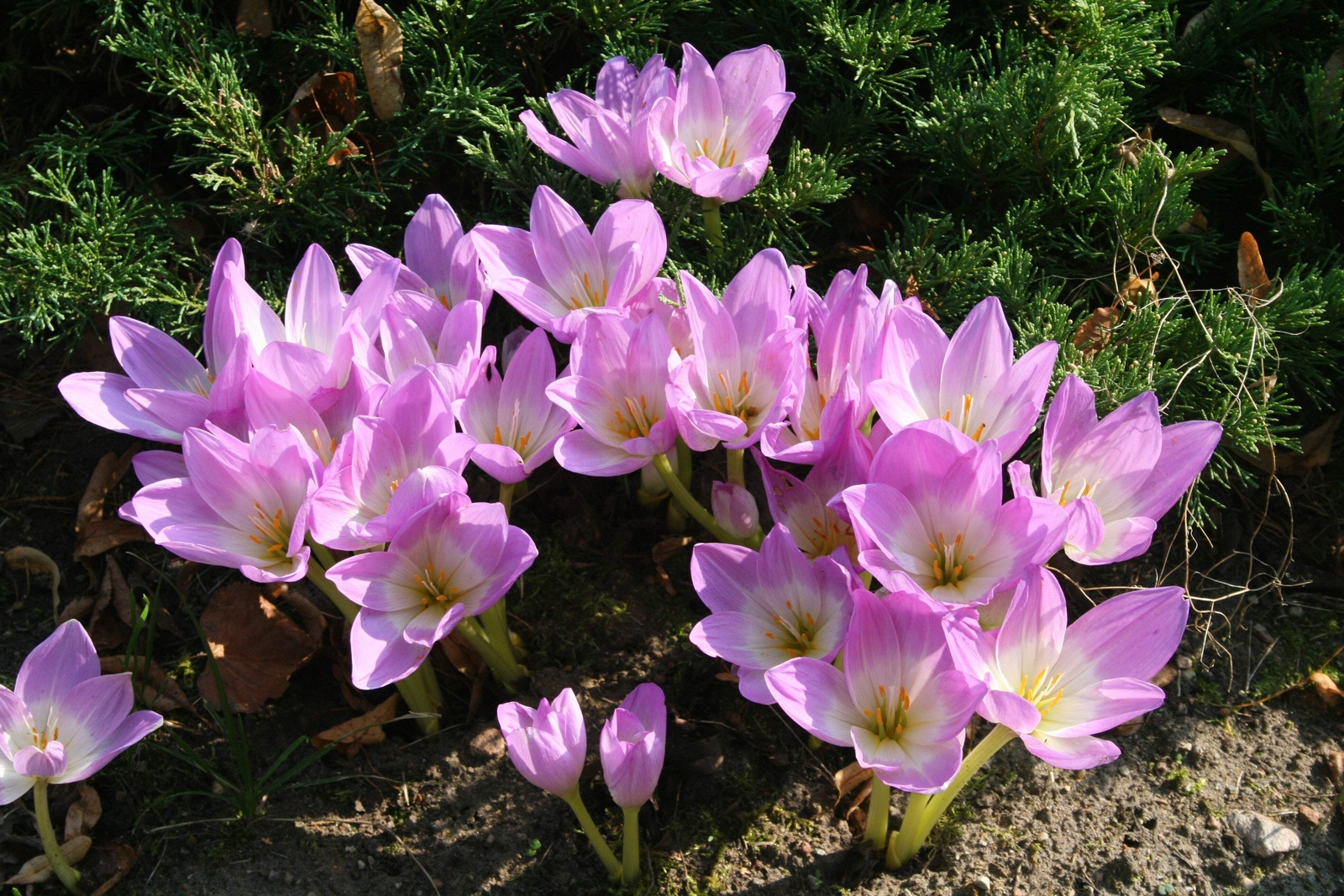 10 AUTUMN CROCUS Colchicum Autumnale Meadow Saffron Flower Seeds *Comb S/H