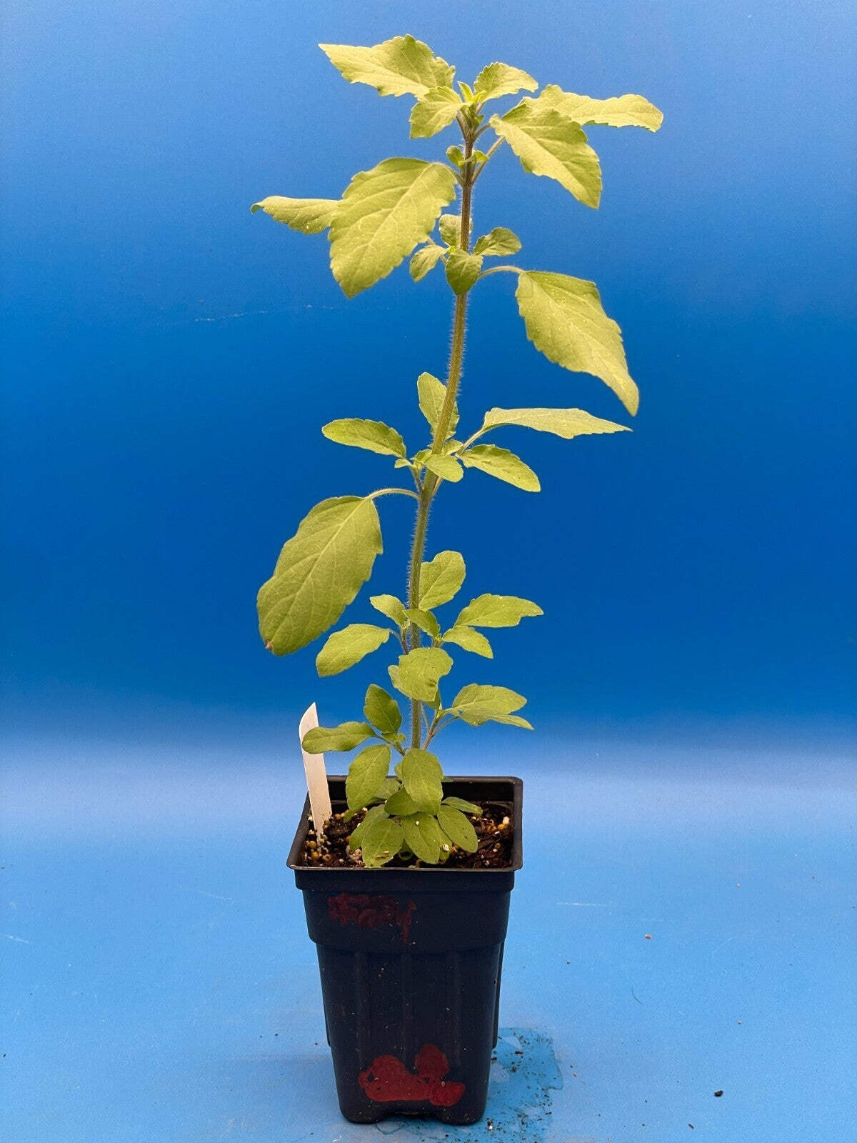 Tulsi, Rama – Live Plant 3″ Starter Pot – Holy Basil – Ocimum Sanctum