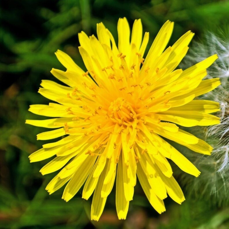 2500-3000 Dandelion Seeds Non-Gmo Prennial Herb Free Shipping