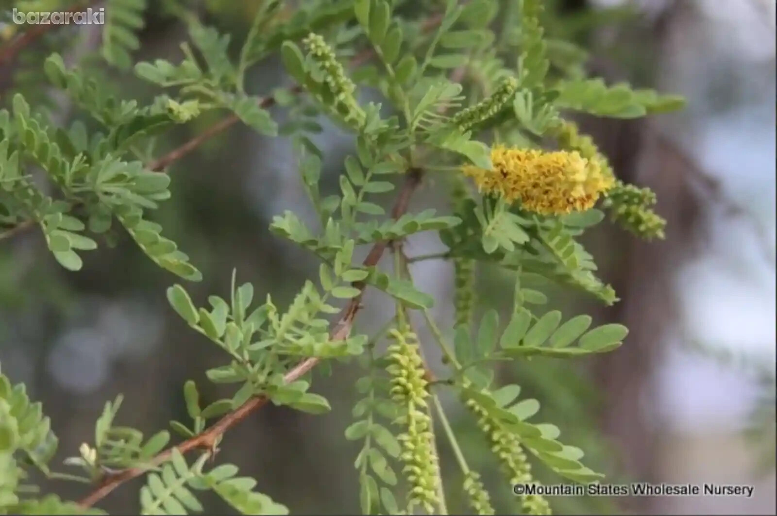 WOW RARE Prosopis Pubescens Strombocarpa Od Screwbean Mesquite edible pods Plant