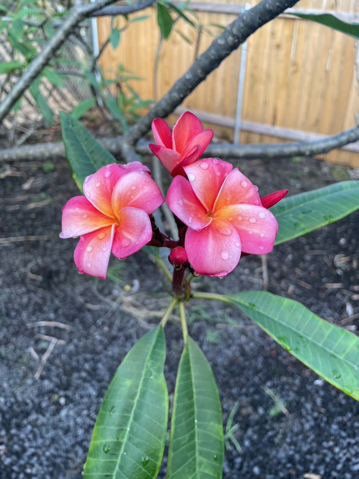 Pink Plumeria Fresh Starter Cutting Double Head Width Varies 10inch x1
