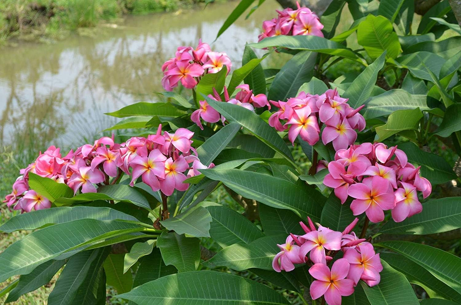 Mixed Hawaiian Plumeria Frangipani Cuttings Red White Yellow Pink 8″-10″ Long (P