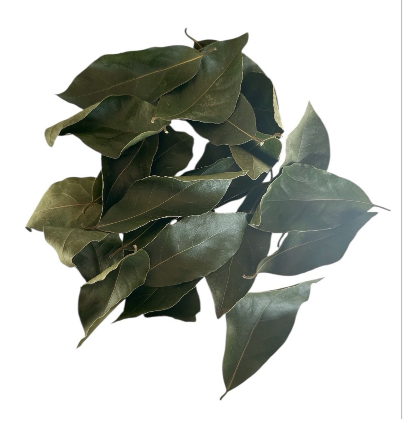 Laurus nobilis | Bay Laurel | Sweet Bay | 11 Seeds | Free Shipping