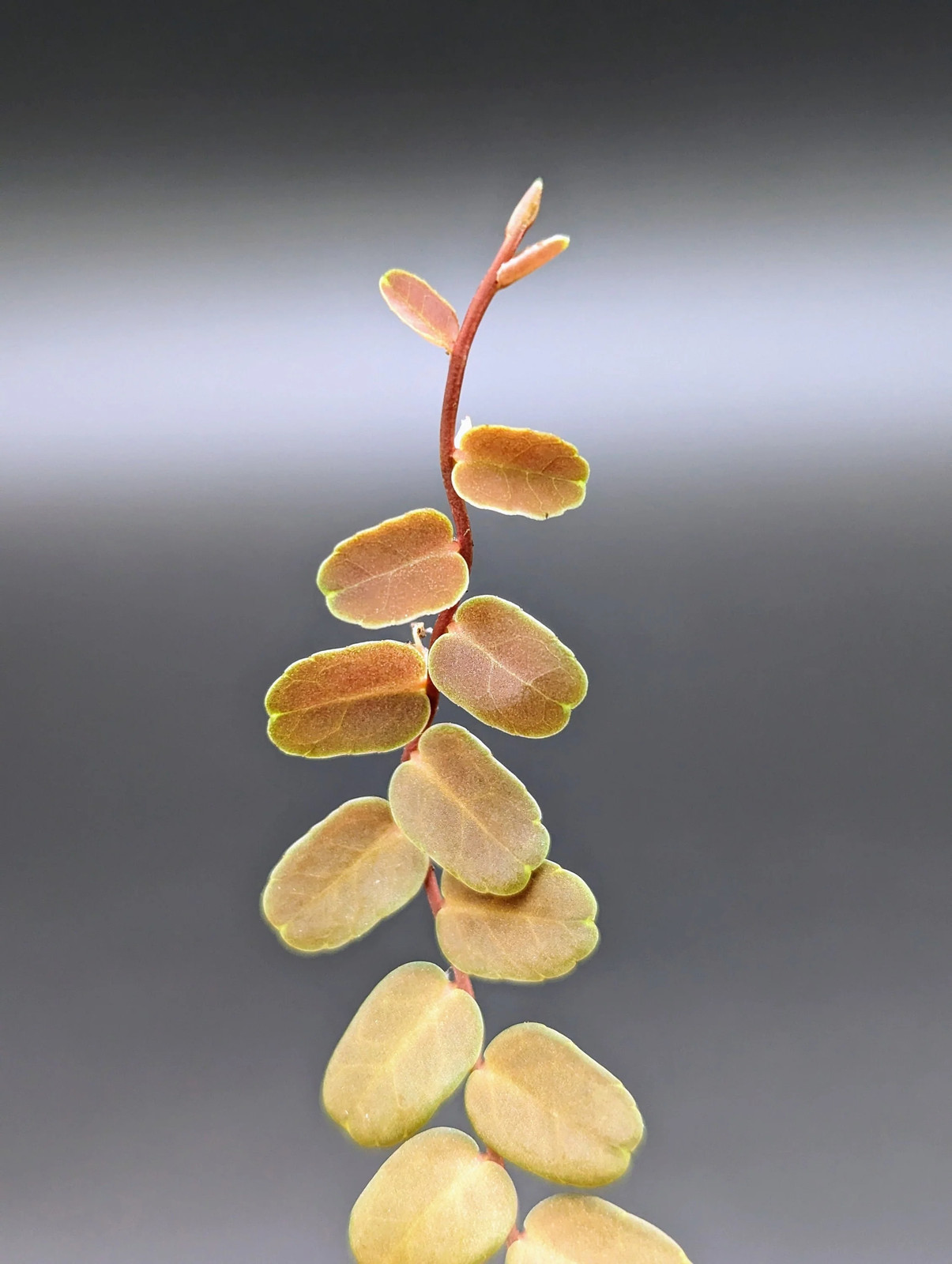 Marcgravia sp. coriacae melon [12 leaf cutting]