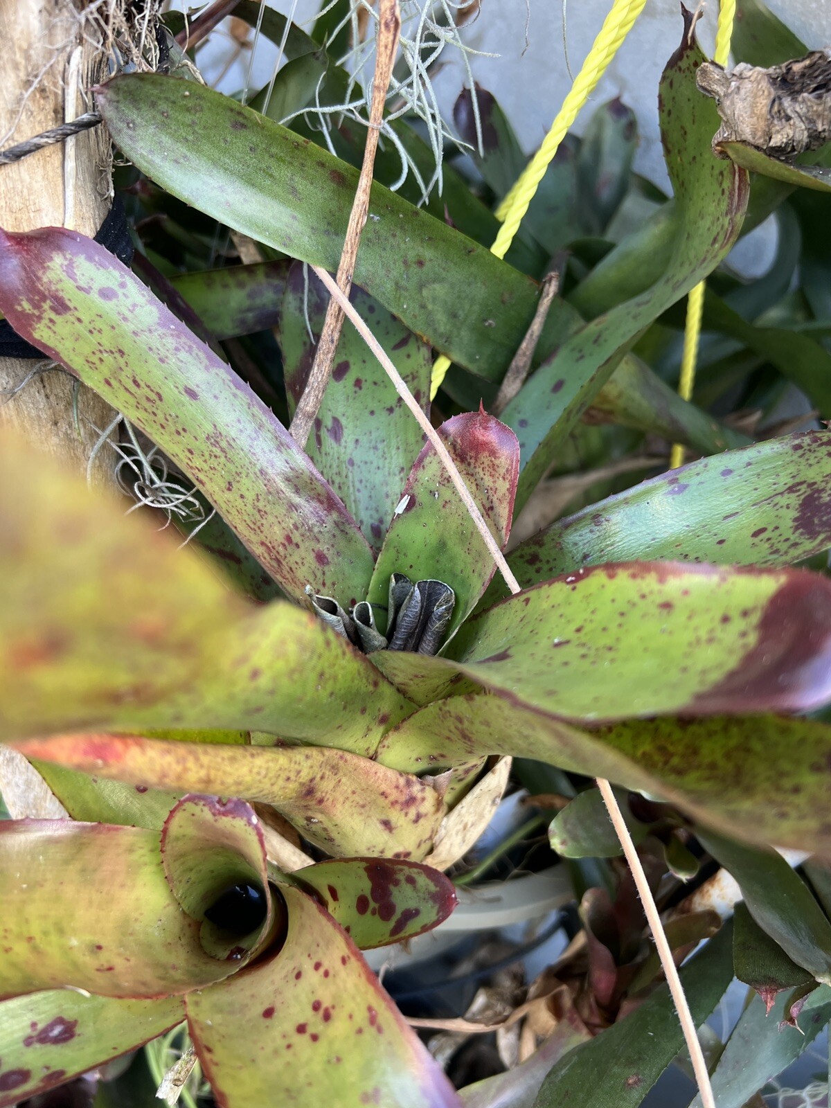Exotic LANDSCAPE 2 Pups Bromeliad purple green colorful -unbranded-
