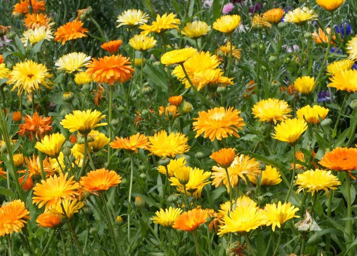 Calendula Seeds Pacific Beauty Mix 150 Ct Flower ANNUAL USA Seller FREE SHIPPING