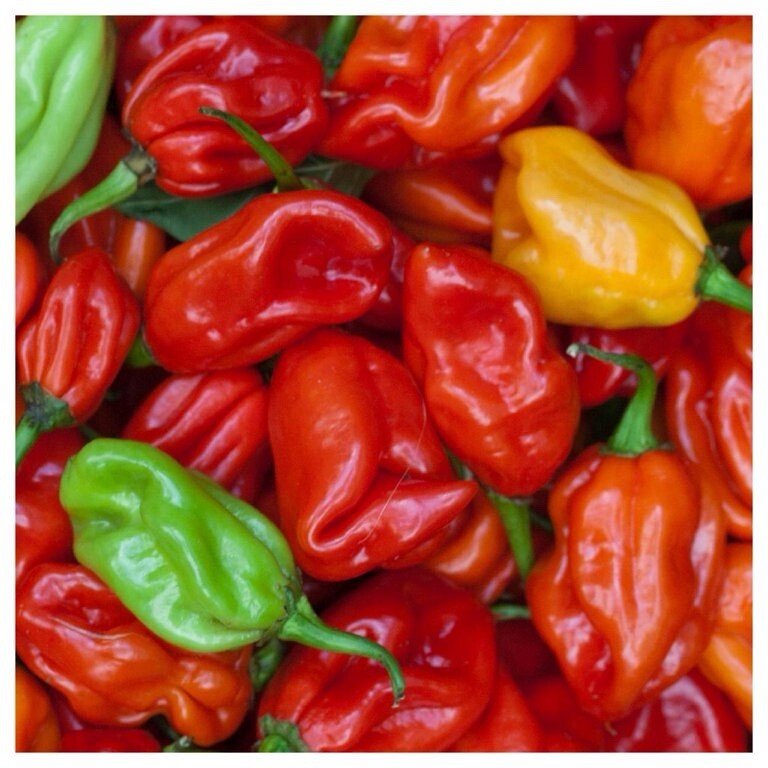 100+ Pepper Seeds – Mixed Peppers Seeds- Ghost, Habanero, Jalapeños AND More US